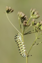 Swallowtail (Papilio machaon), caterpillar, North Rhine-Westphalia, Germany