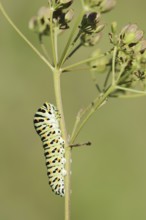 Swallowtail (Papilio machaon), caterpillar, North Rhine-Westphalia, Germany