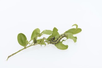 Box tree moth (Cydalima perspectalis), caterpillar on twig of box tree (Buxus sempervirens) on