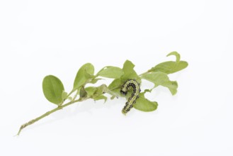 Box tree moth (Cydalima perspectalis), caterpillar on twig of box tree (Buxus sempervirens) on