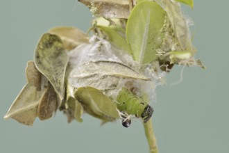 Box tree moth (Cydalima perspectalis), caterpillar shortly in front of pupation, North