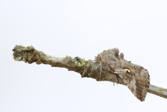 Gamma owl (Autographa gamma), North Rhine-Westphalia, Germany