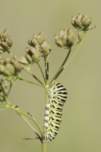 Swallowtail (Papilio machaon), caterpillar, North Rhine-Westphalia, Germany