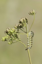 Swallowtail (Papilio machaon), caterpillar, North Rhine-Westphalia, Germany