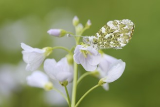 Aurora butterfly (Anthocharis cardamines) on flowering meadow foamwort (Cardamine pratensis), North