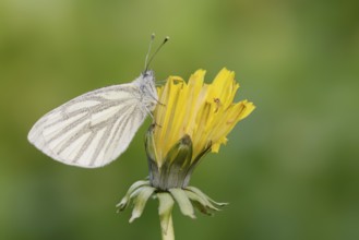 Rape white butterfly or green vein white butterfly (Pieris napi) on dandelion (Taraxacum) flower,