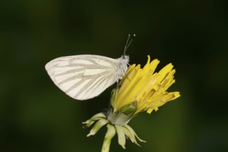 Rape white butterfly or green vein white butterfly (Pieris napi) on dandelion (Taraxacum) flower,