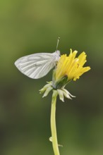Rape white butterfly or green vein white butterfly (Pieris napi) on dandelion (Taraxacum) flower,