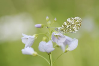 Aurora butterfly (Anthocharis cardamines) on flowering meadow foamwort (Cardamine pratensis), North