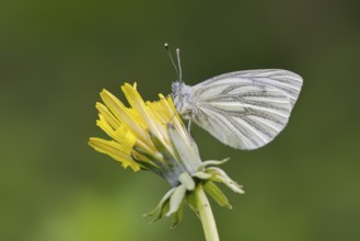 Rape white butterfly or green vein white butterfly (Pieris napi) on dandelion (Taraxacum) flower,