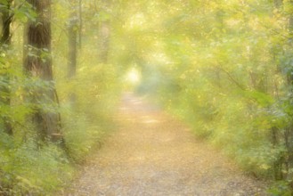 Path in a deciduous forest in autumn, double exposure, North Rhine-Westphalia, Germany