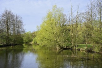 Deciduous trees on the banks of the river Lippe in spring, North Rhine-Westphalia, Germany