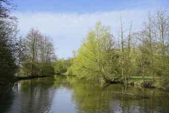Deciduous trees on the banks of the river Lippe in spring, North Rhine-Westphalia, Germany