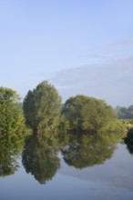 Silver willows (Salix alba) on the River Lippe, North Rhine-Westphalia, Germany