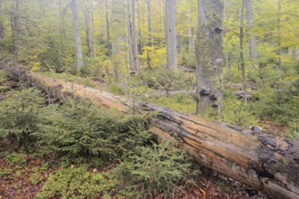 Deadwood in a mixed forest in autumn, Bavarian Forest National Park, Bavaria, Germany