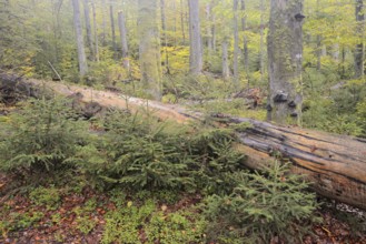 Deadwood in a mixed forest in autumn, Bavarian Forest National Park, Bavaria, Germany