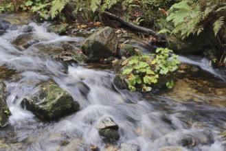 Kleine Ohe mountain stream in autumn, Bavarian Forest National Park, Bavaria, Germany