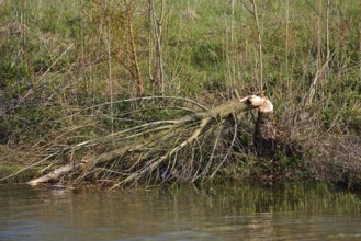 Tree felled by a beaver (Castor fibre) at a pond, North Rhine-Westphalia, Germany