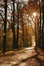Avenue with copper beeches (Fagus sylvatica) against the light, autumn, North Rhine-Westphalia,