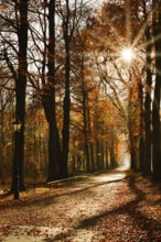 Avenue with copper beeches (Fagus sylvatica) against the light, autumn, North Rhine-Westphalia,