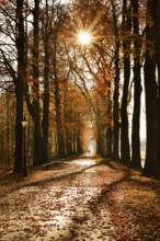 Avenue with copper beeches (Fagus sylvatica) against the light, autumn, North Rhine-Westphalia,