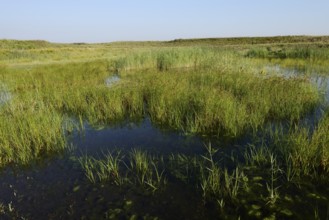Pond on a spoil tip, habitat for the natterjack toad (Epidalea calamita), Großes Holz spoil tip,
