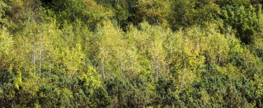 Autumn coloured birch trees, Oytal, near Oberstdorf, Oberallgäu, Allgäu, Bavaria, Germany