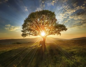 An awe-inspiring scene showcasing the sun's rays bursting through a solitary tree, illuminating a