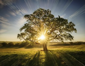 An awe-inspiring scene showcasing the sun's rays bursting through a solitary tree, illuminating a
