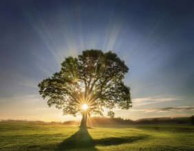 An awe-inspiring scene showcasing the sun's rays bursting through a solitary tree, illuminating a
