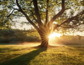 An awe-inspiring scene showcasing the sun's rays bursting through a solitary tree, illuminating a