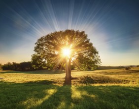 An awe-inspiring scene showcasing the sun's rays bursting through a solitary tree, illuminating a