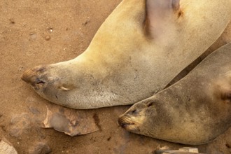 Cape fur seals resting on the sandy beach at Cape Cross Nature Reserve, Namibia