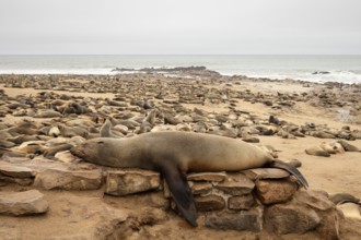 Cape fur seals resting on the sandy beach at Cape Cross Nature Reserve, Namibia