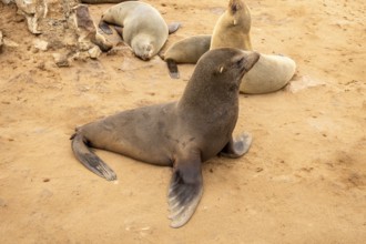 Cape fur seals resting on the sandy beach at Cape Cross Nature Reserve, Namibia