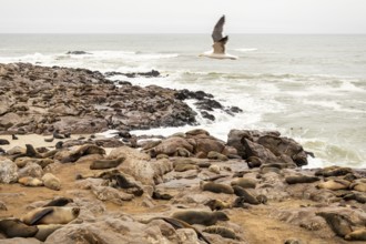 Cape fur seals resting on the sandy beach at Cape Cross Nature Reserve, Namibia