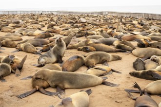 Cape fur seals resting on the sandy beach at Cape Cross Nature Reserve, Namibia