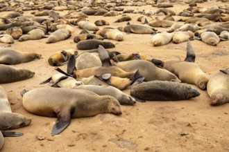 Cape fur seals resting on the sandy beach at Cape Cross Nature Reserve, Namibia