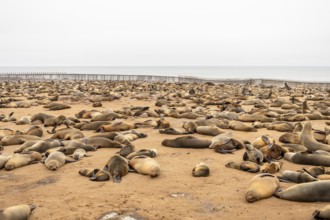 Cape fur seals resting on the sandy beach at Cape Cross Nature Reserve, Namibia