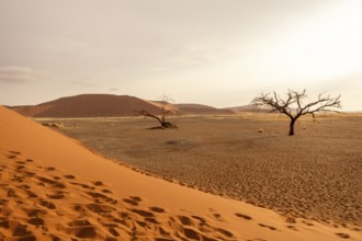 Big Daddy Dune & Deadvlei, Namibia – Towering red dune above Deadvlei's ancient dead camelthorn