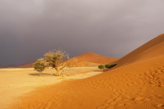Big Daddy Dune & Deadvlei, Namibia – Towering red dune above Deadvlei's ancient dead camelthorn