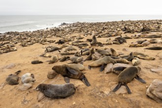 Cape fur seals resting on the sandy beach at Cape Cross Nature Reserve, Namibia