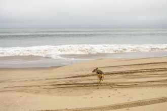 Coyote walking along the coastline of Namibia near the Atlantic Ocean, set against sandy shores and