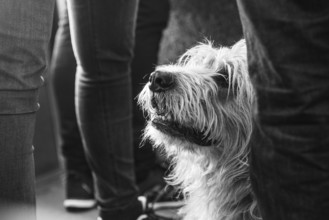 Dog, monochrome, among us, in between, well-behaved, pays attention, watchful, hidden,