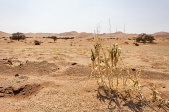 Sossusvlei, Namibia – A surreal landscape of dunes and resilient desert plants