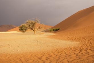 Big Daddy Dune & Deadvlei, Namibia – Towering red dune above Deadvlei's ancient dead camelthorn