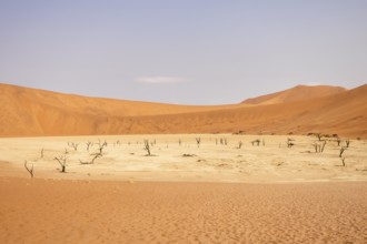 Big Daddy Dune & Deadvlei, Namibia – Towering red dune above Deadvlei's ancient dead camelthorn