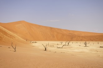 Big Daddy Dune & Deadvlei, Namibia – Towering red dune above Deadvlei's ancient dead camelthorn
