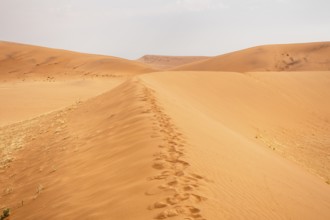 Sossusvlei in Namibia is a desert wonder, famous for its giant red dunes, glowing at sunrise and