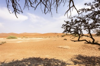 Sossusvlei, Namibia – A surreal landscape of dunes and resilient desert plants